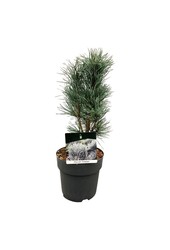 Kiefer Pinus Fastigiata