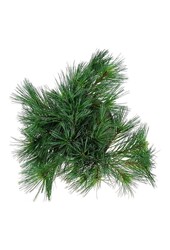 Kiefer Pinus strobus Minima