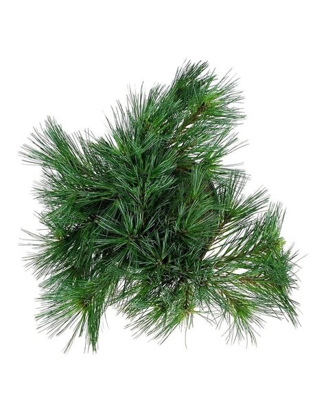 Pinus