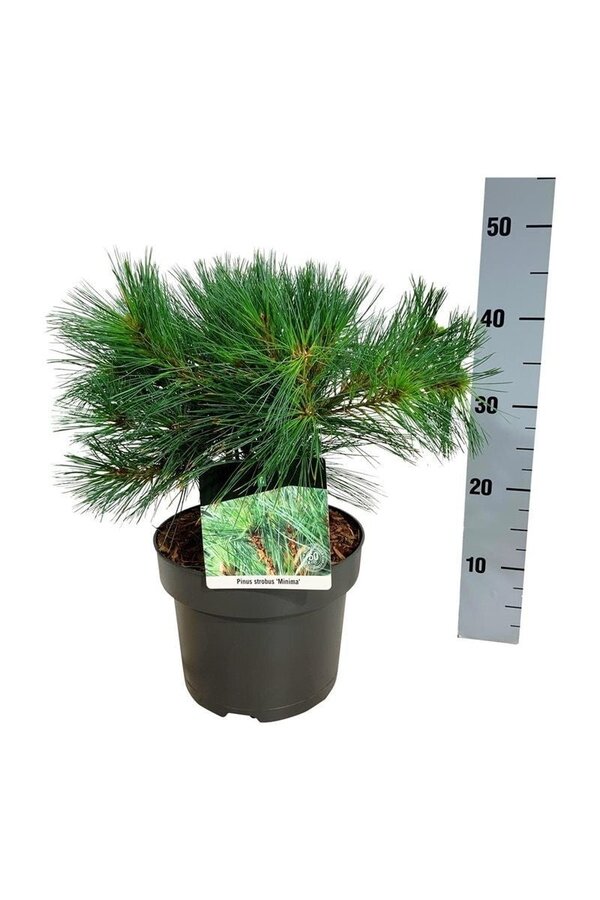 Kiefer Pinus strobus Minima