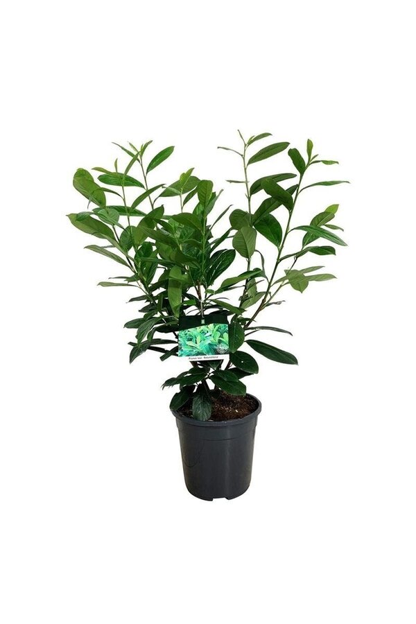 Portugiesischer Lorbeer Prunus Rotundifolia