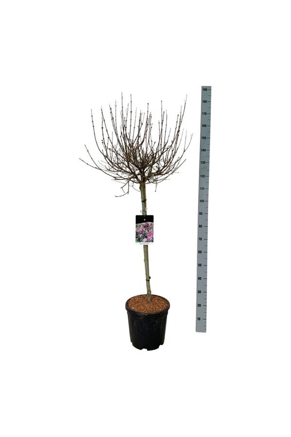 Flieder Syringa meyeri Palibin