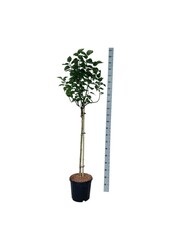 Flieder Syringa Lila Wonder