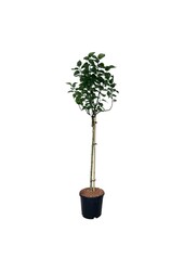 Flieder Syringa Lila Wonder