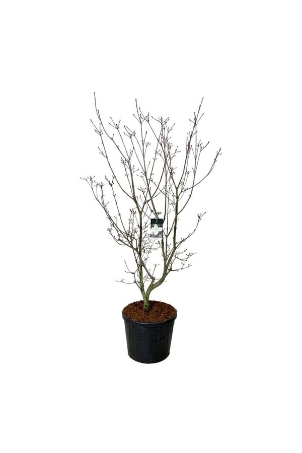 Hartriegel Cornus kousa Venus ®