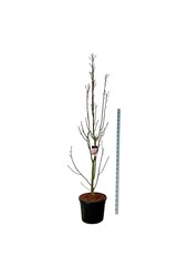 Magnolie Magnolia Watermelon