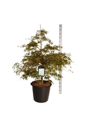 Ahorn Acer Dissectum