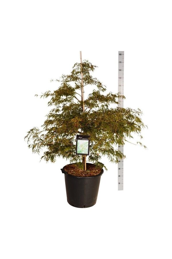 Ahorn Acer Dissectum