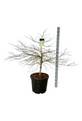 Ahorn Acer Dissectum