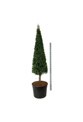 Eibe Taxus baccata