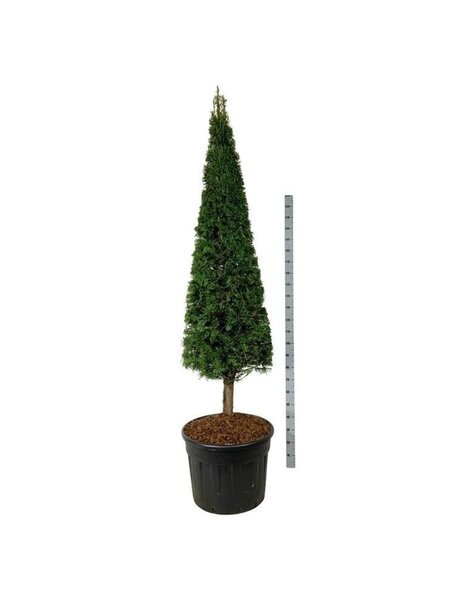 Taxus