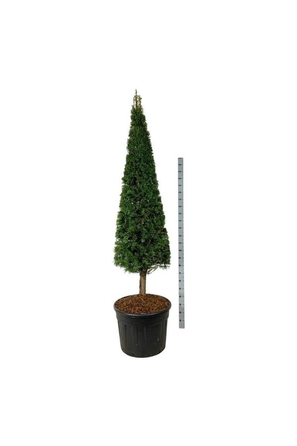 Eibe Taxus baccata