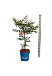 Ahorn Acer Ice Dragon ®