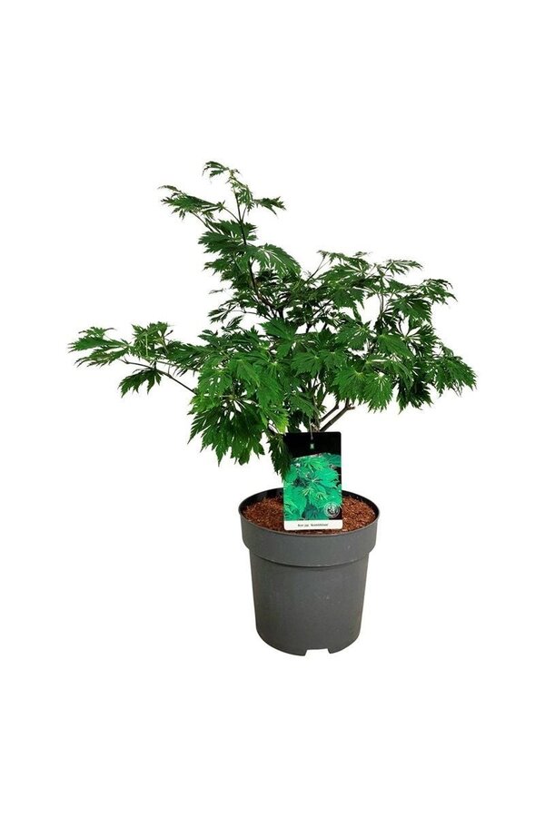 Ahorn Acer japonicum Aconitifolium