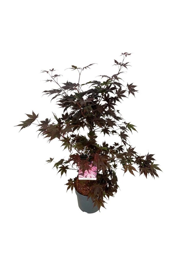 Ahorn Acer Bloodgood