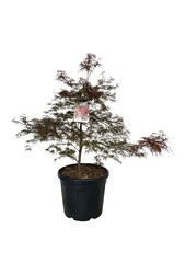 Ahorn Acer Garnet