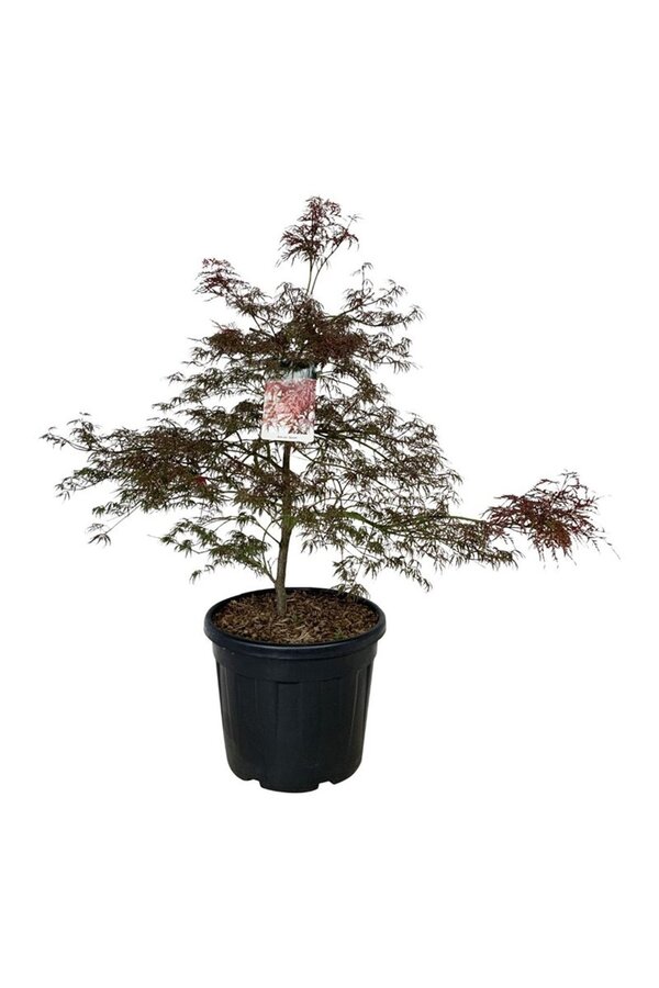 Ahorn Acer Garnet