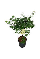 Ahorn Acer Osakazuki