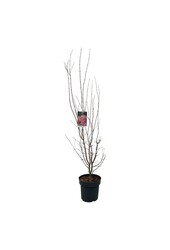 Ahorn Acer Skeeters Broom