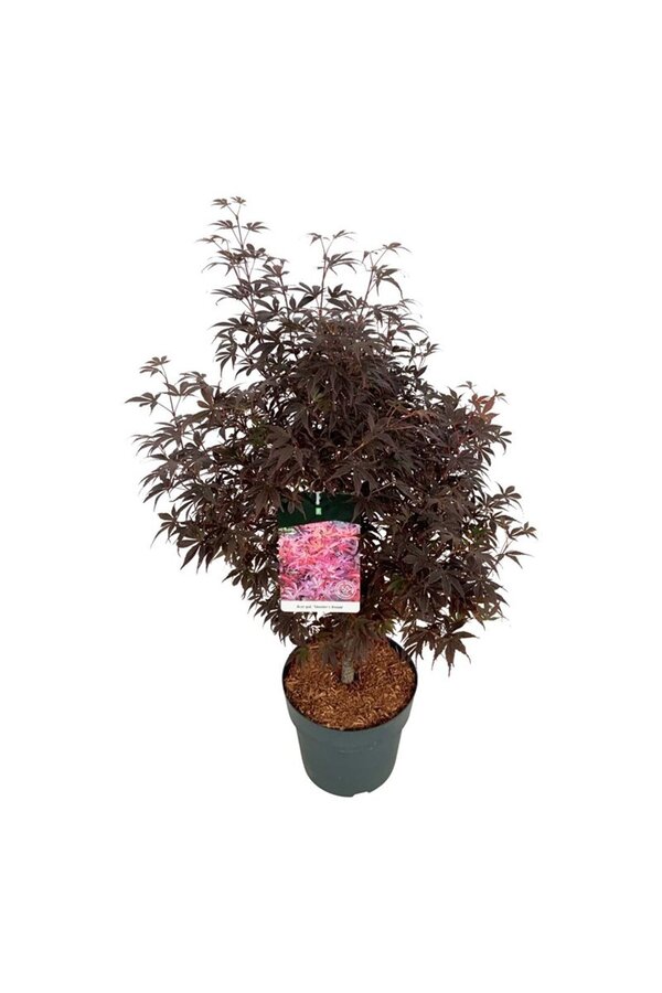Ahorn Acer Skeeters Broom