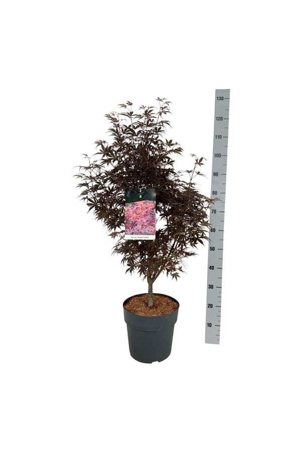 Ahorn Acer Skeeters Broom