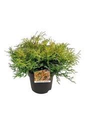 Chamaecyparis Kamarachiba