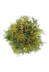 Chamaecyparis Kamarachiba