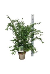 Bambus Fargesia nitida Gansu 95/2