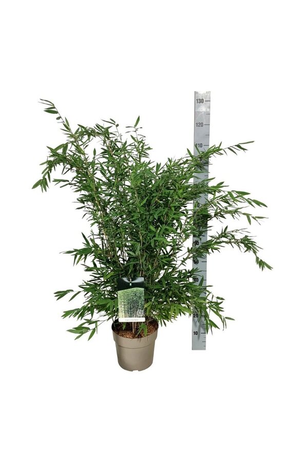Bambus Fargesia nitida Gansu 95/2