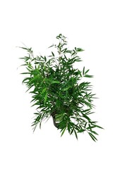 Bambus Fargesia robusta Pingwu