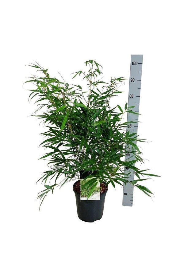 Bambus Fargesia robusta Pingwu