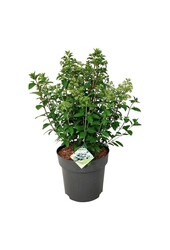 Hortensie Hydrangea Bobo