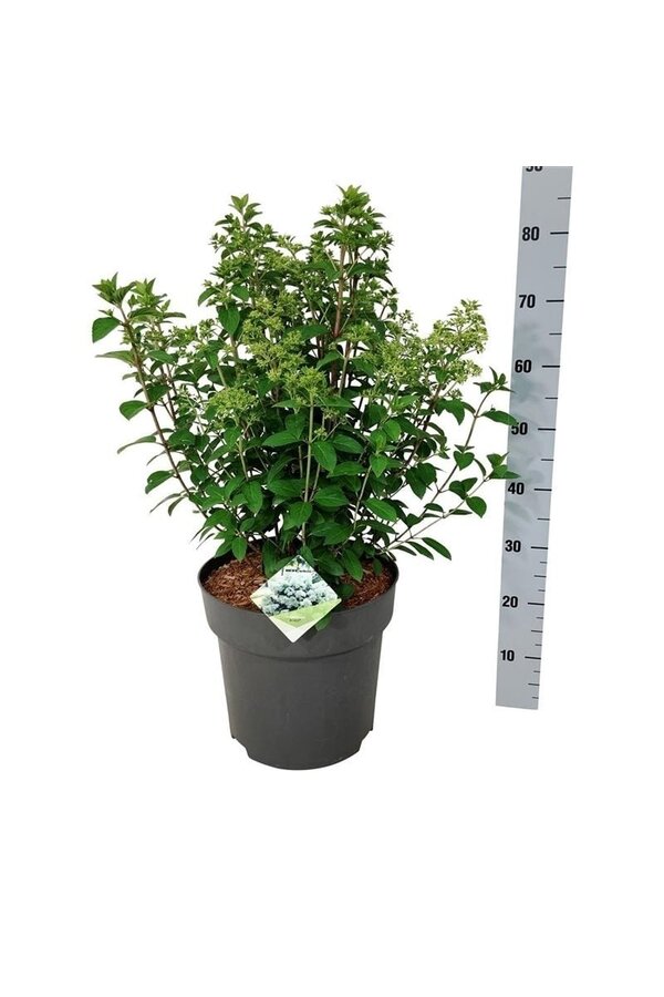 Hortensie Hydrangea Bobo