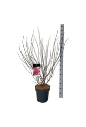 Hortensie Hydrangea Fraise Melba