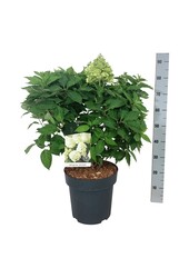 Hortensie Hydrangea Little Spooky ®