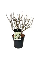 Hortensie Hydrangea Little Spooky ®