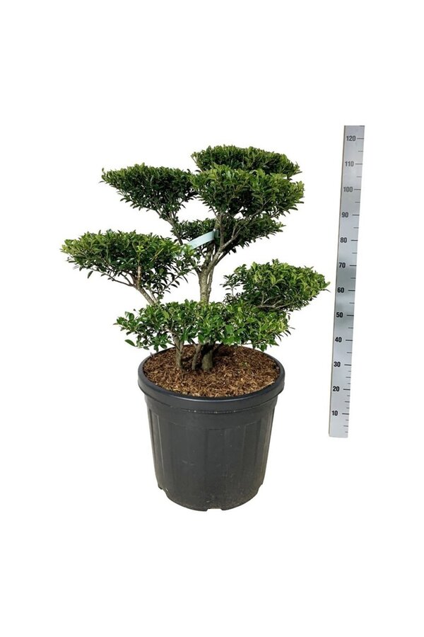 Ilex crenata Blondie