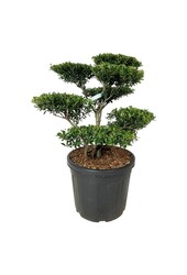 Ilex crenata Blondie