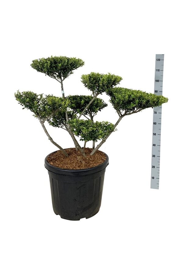 Ilex crenata Grüne Hecke