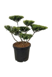 Ilex crenata Grüne Hecke