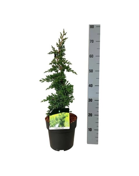 Juniperus