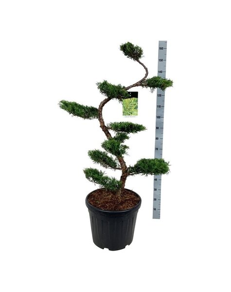 Juniperus