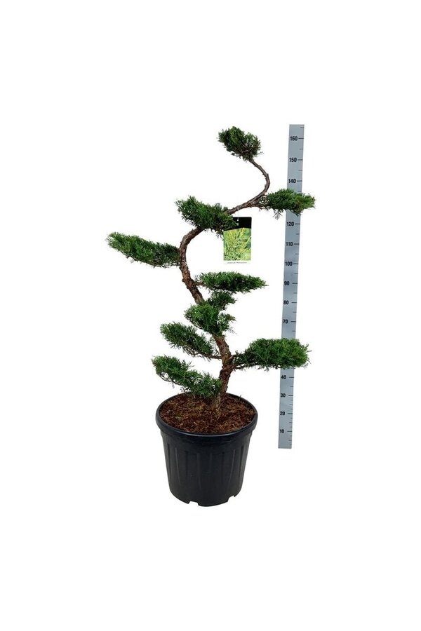 Zypresse Juniperus Pfitzeriana Aurea