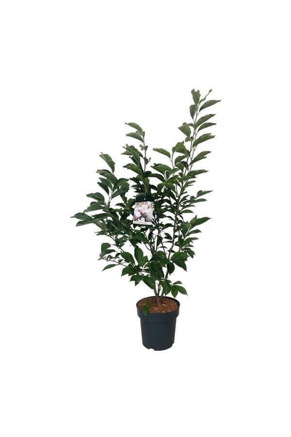 Tulpen-Magnolie Magnolia soulangeana