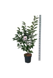 Tulpen-Magnolie Magnolia soulangeana