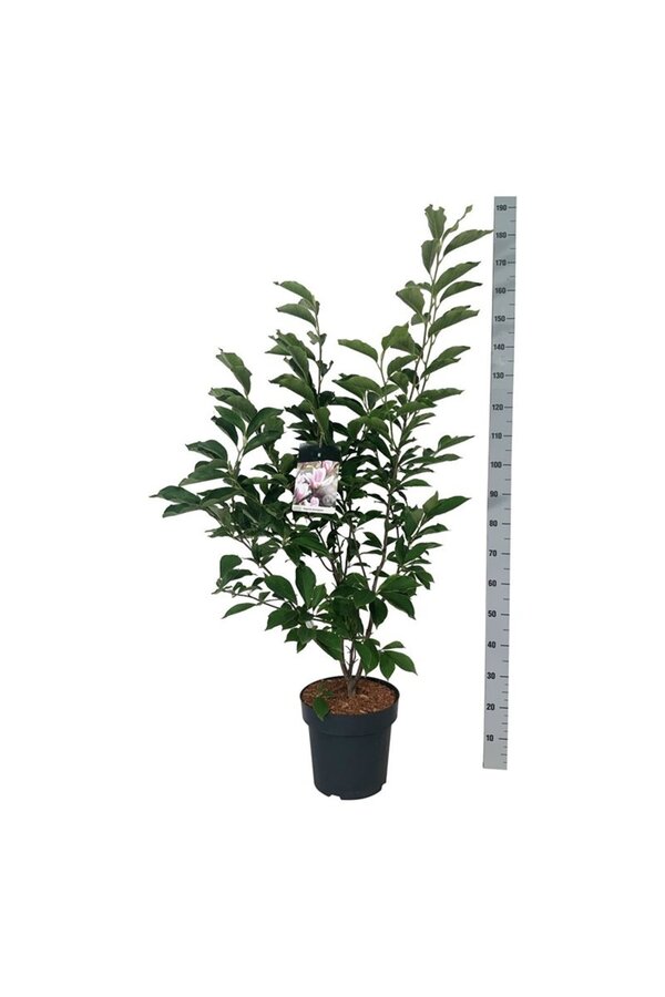 Tulpen-Magnolie Magnolia soulangeana