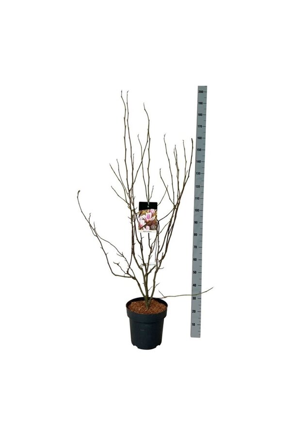 Tulpen-Magnolie Magnolia soulangeana