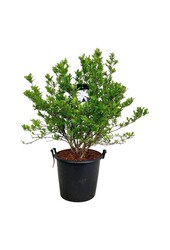 Biberbaum Magnolia stellata