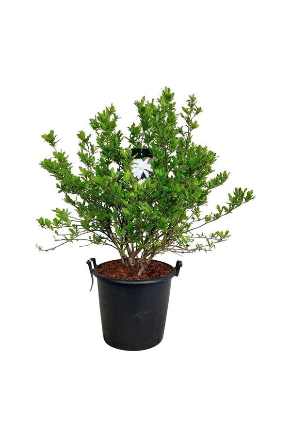 Biberbaum Magnolia stellata