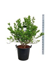 Biberbaum Magnolia stellata